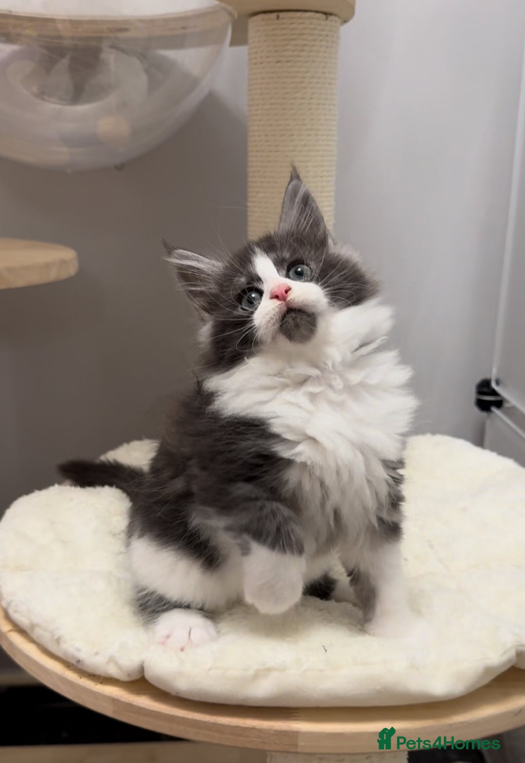 Maine Coon cats for sale: 🌟🌟Beautiful  Maine Coon kittens 🌟🌟🌟 - Advert 4