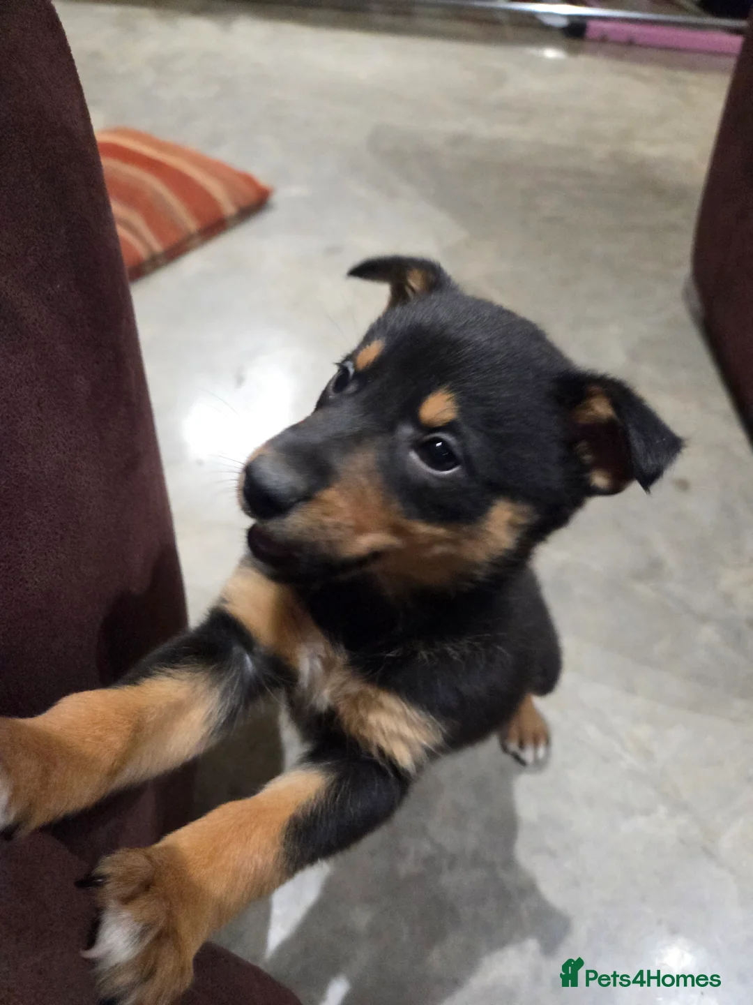 Mixed Breed dogs for sale: Beautiful Black & Tan and Brown & Tan Kelpie cross - Advert 11