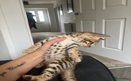 Savannah cats for sale: Beautiful full breed savanna - Image 4