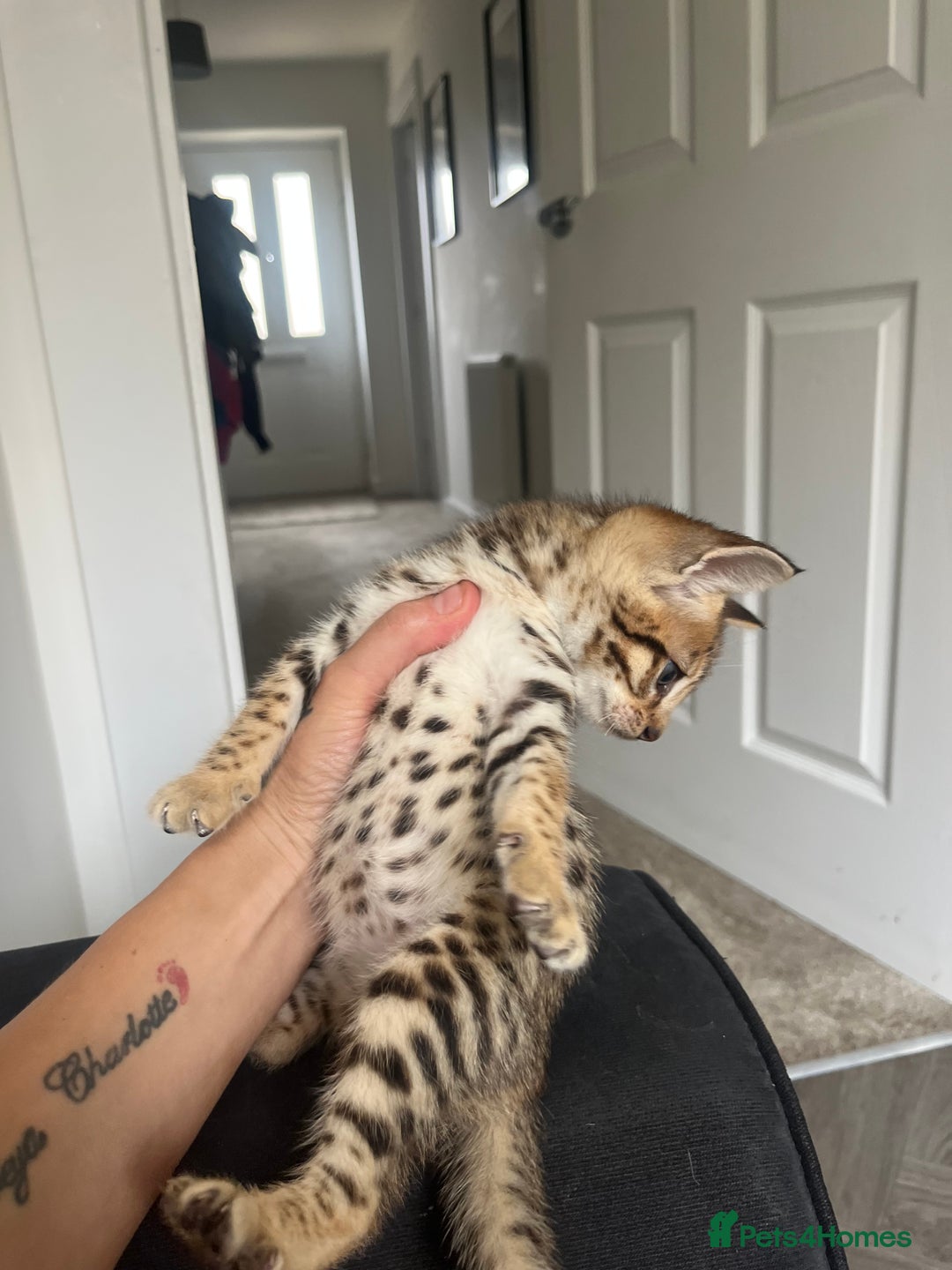 Savannah cats for sale: Beautiful full breed savanna - Image 4