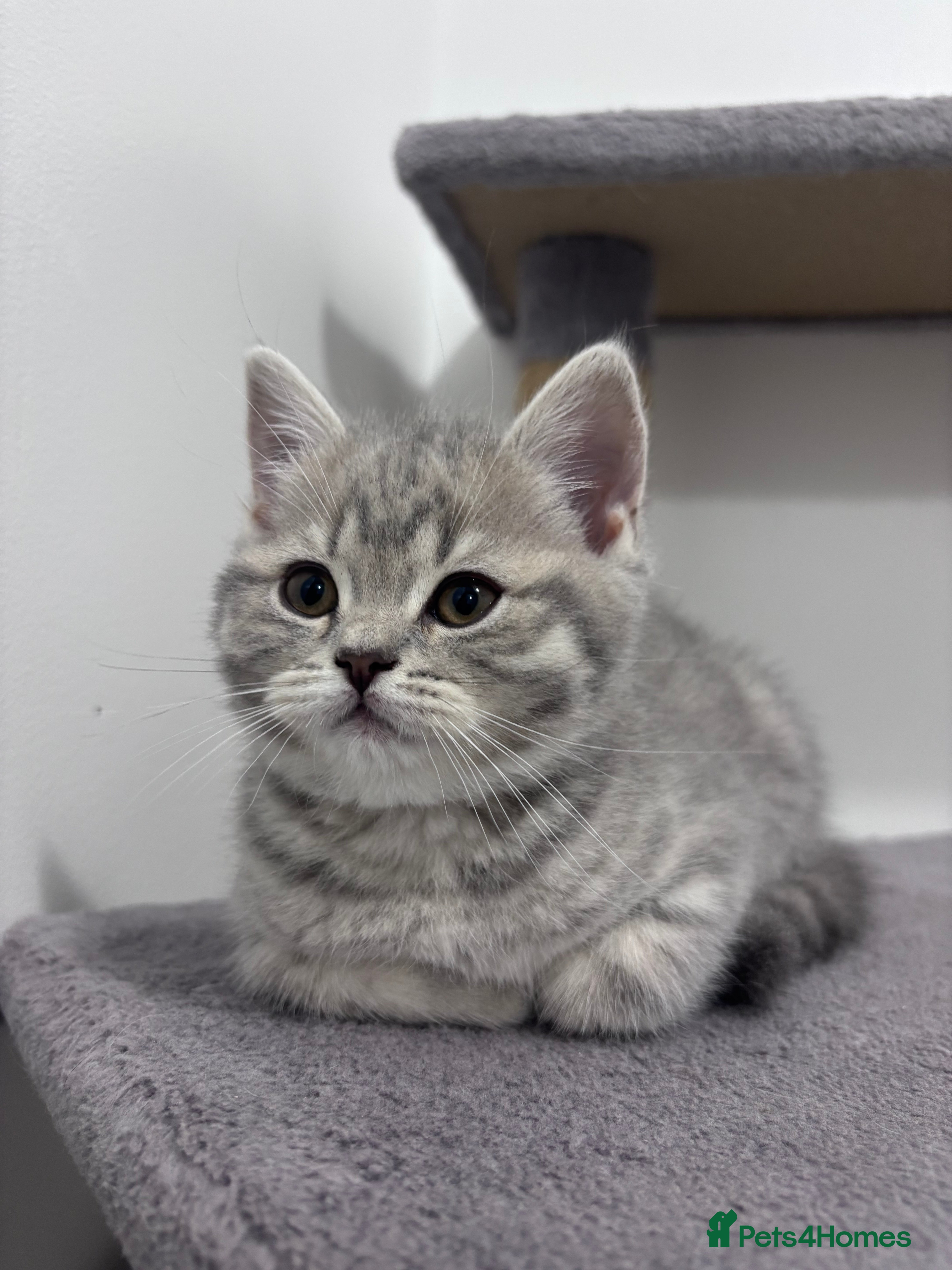 Scottish Fold cats British shorthair and Scottish fold mix  - Advert 2