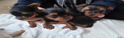 Yorkshire Terrier dogs for sale: Tiny Yorkshire Terriers - Advert 7