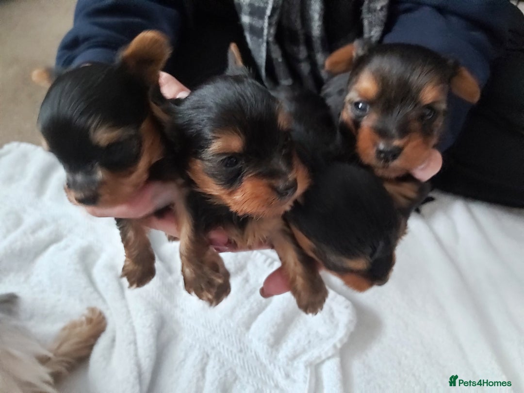 Yorkshire Terrier dogs for sale: Tiny Yorkshire Terriers - Advert 7