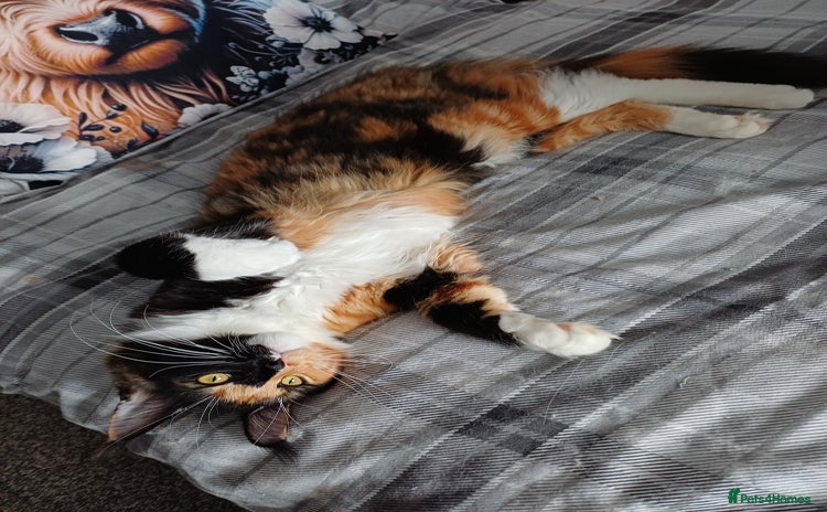 Maine Coon cats - Advert 6