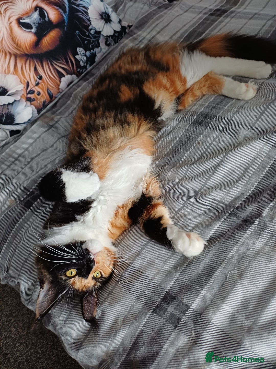 Maine Coon cats for sale: This is little Florence. - Image 1