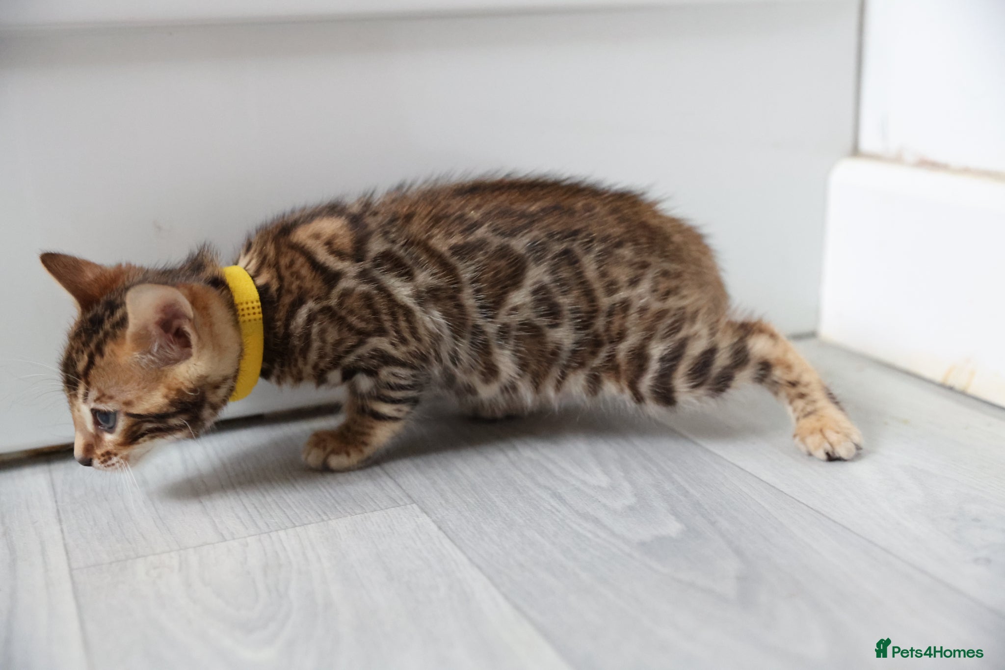 Bengal cats Beautiful Bengal Kittens For Sale  - Advert 2