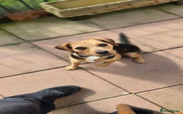 Mixed Breed dogs for adoption: Toby the Terrier - Image 5