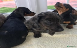 Dachshund dogs for sale: Dachshund puppies  - Image 3