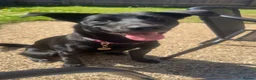 Mixed Breed dogs for sale: Storm (Labsky) in Spalding - Advert 3
