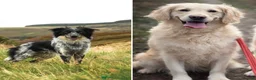 Mixed Breed dogs for sale: 🐾 Golden Retriever × Border Collie Puppies - Advert 3