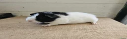 Guinea Pig rodents for sale: Teddy boars & sows  - Advert 6