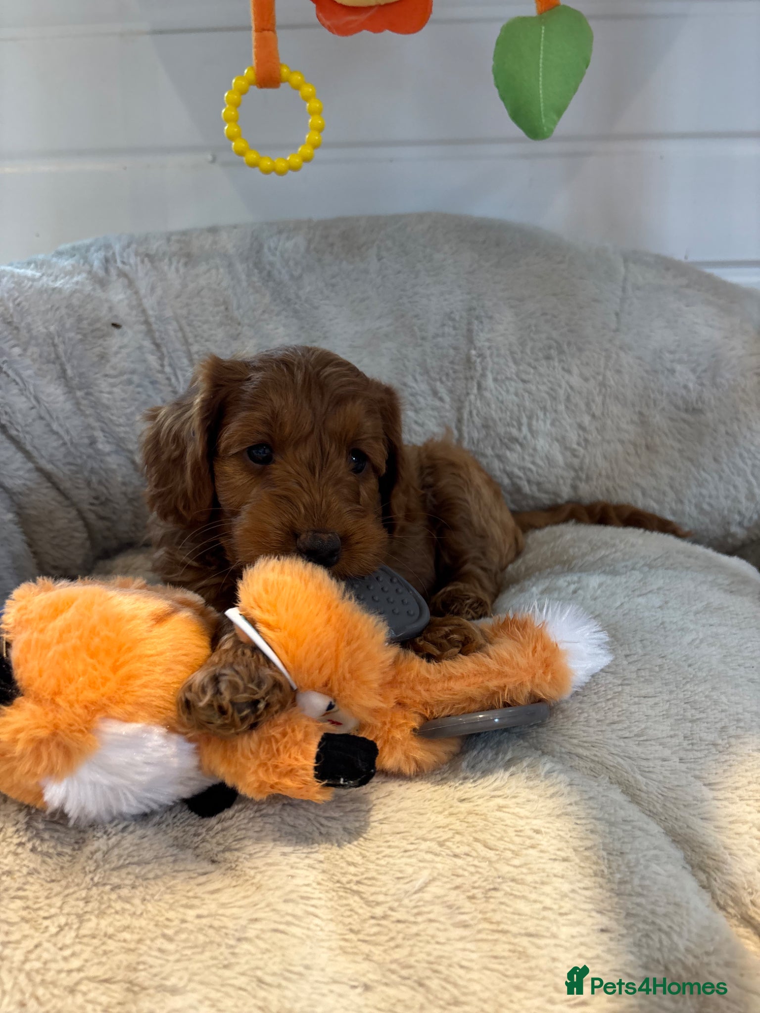 Cockapoo dogs *Hereditary clear Cockapoo Puppies 💜🐶* - Advert 18