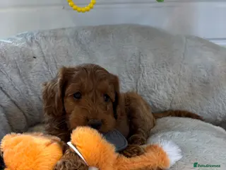Cockapoo dogs *Hereditary clear Cockapoo Puppies 💜🐶* - Advert 3