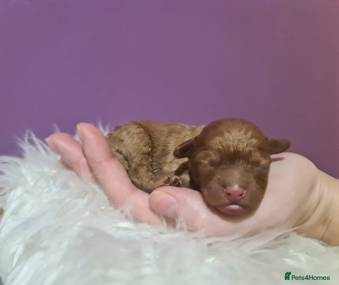 Toy Poodle dogs for sale: Beautiful toy poodle  - Advert 5