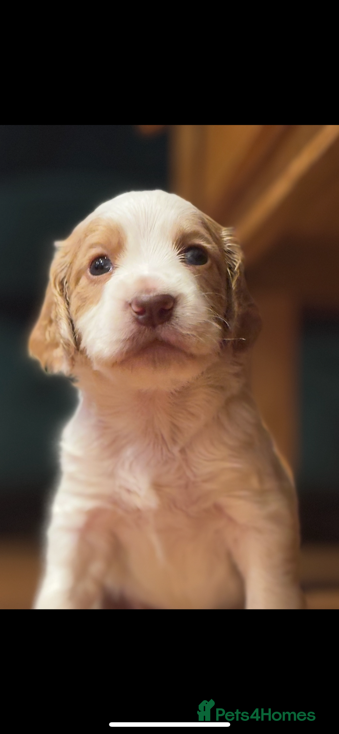 Cocker Spaniel dogs for sale: 5 beautiful working cocker spaniels 3 boys 2 girls - Image 6