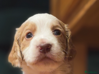 Cocker Spaniel dogs - Advert 36