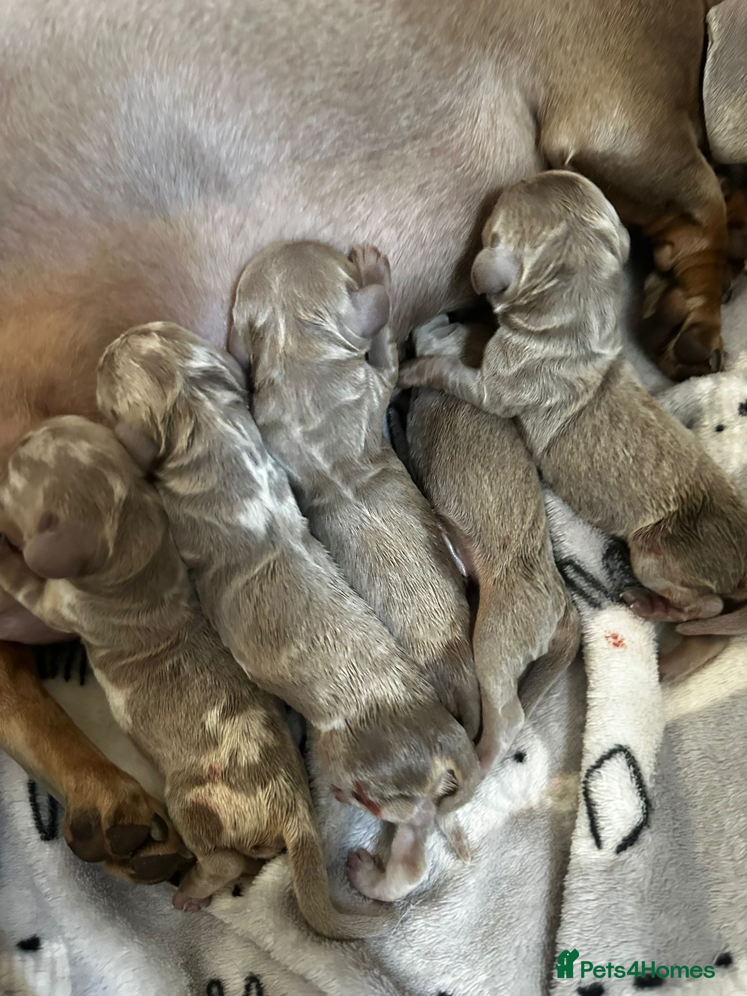 Miniature Dachshund dogs 5 Isabella and Tan puppies ready to go 10th July - Advert 1