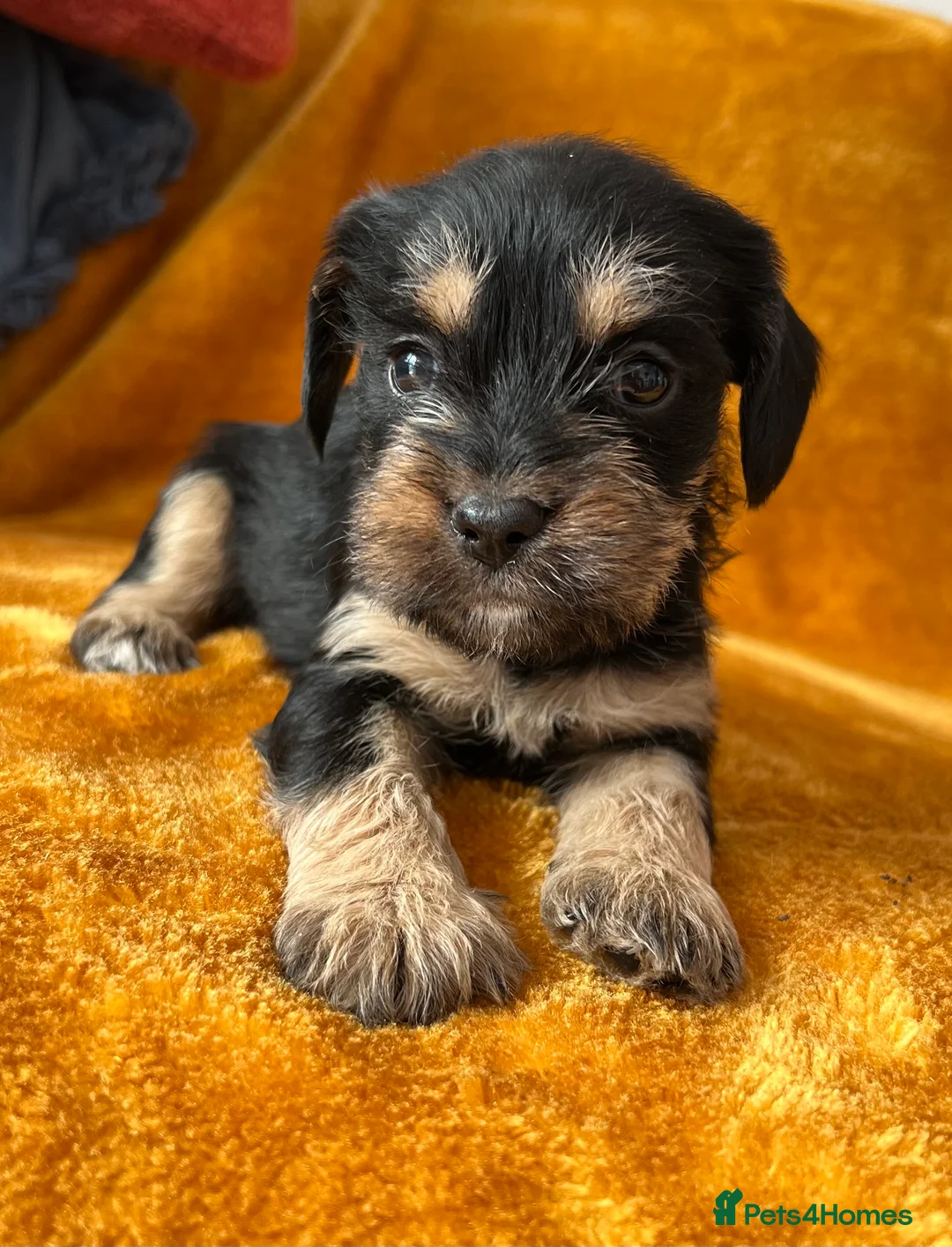 Gallery Image {{count}}