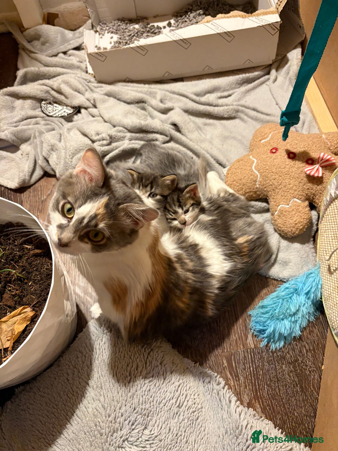 British Shorthair cats for sale: 1 boy and 1 girl - Advert 15