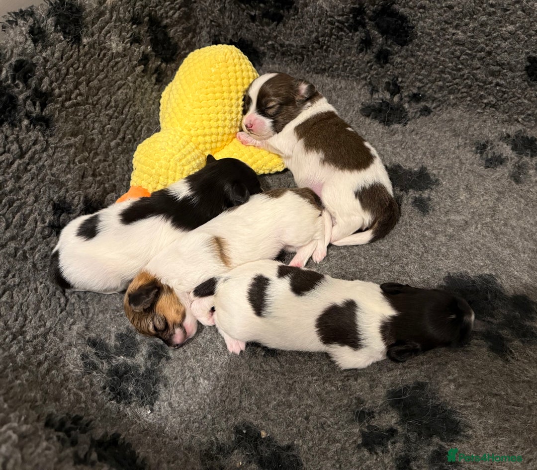 Papillon dogs for sale: Gorgeous litter of Papillon puppies for sale - Advert 8
