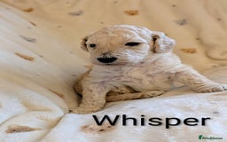 Standard Poodle dogs for sale: Standard poodles - Image 32