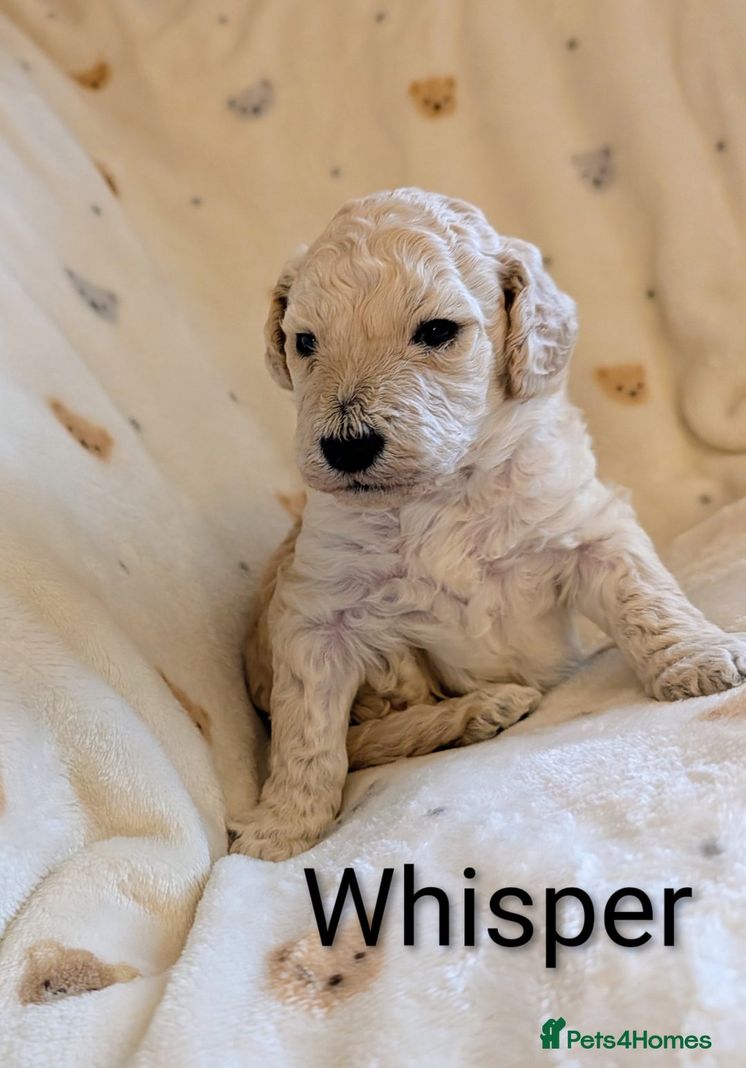 Standard Poodle dogs for sale: Standard poodles - Image 32