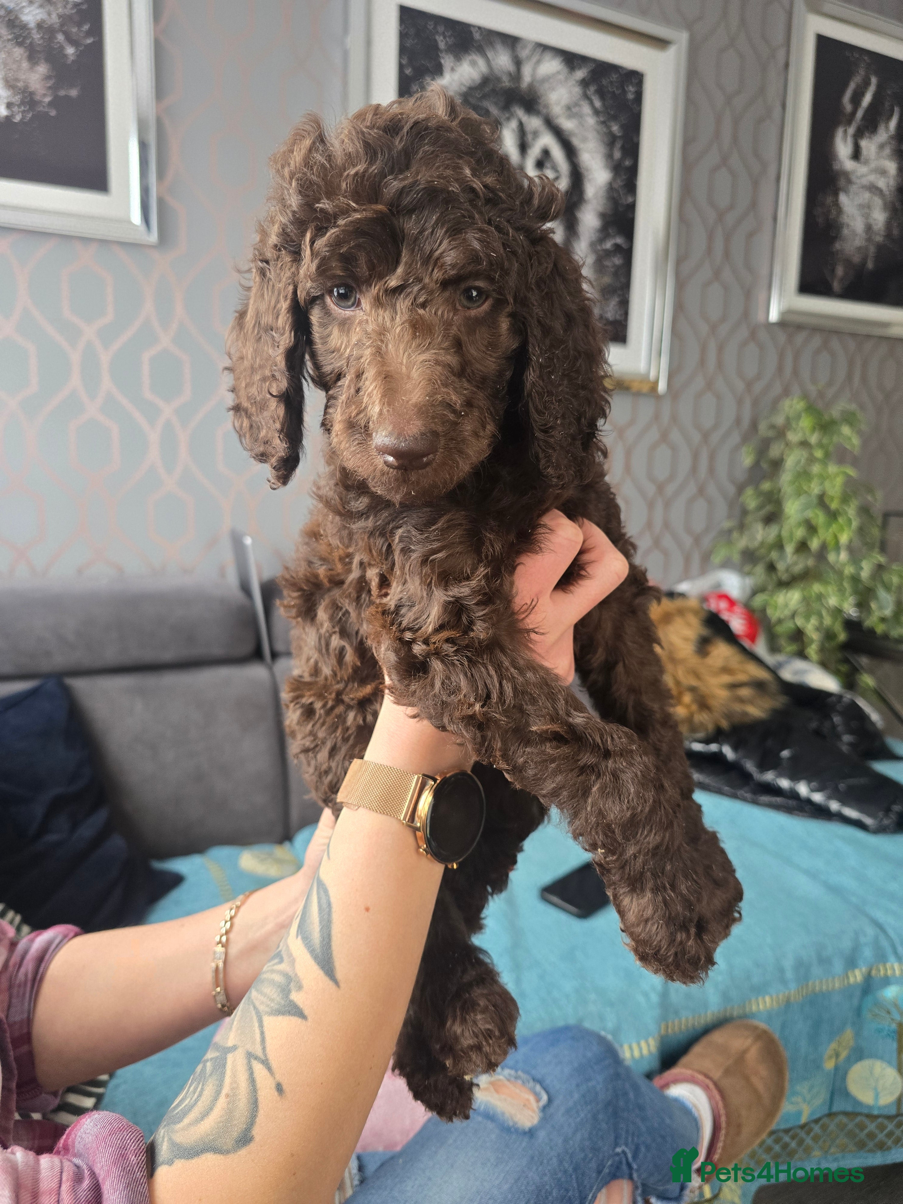 Standard Poodle dogs KC registered Standard Poodles! - Advert 8