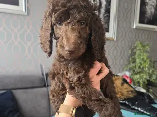 Standard Poodle dogs KC registered Standard Poodles! - Advert 8