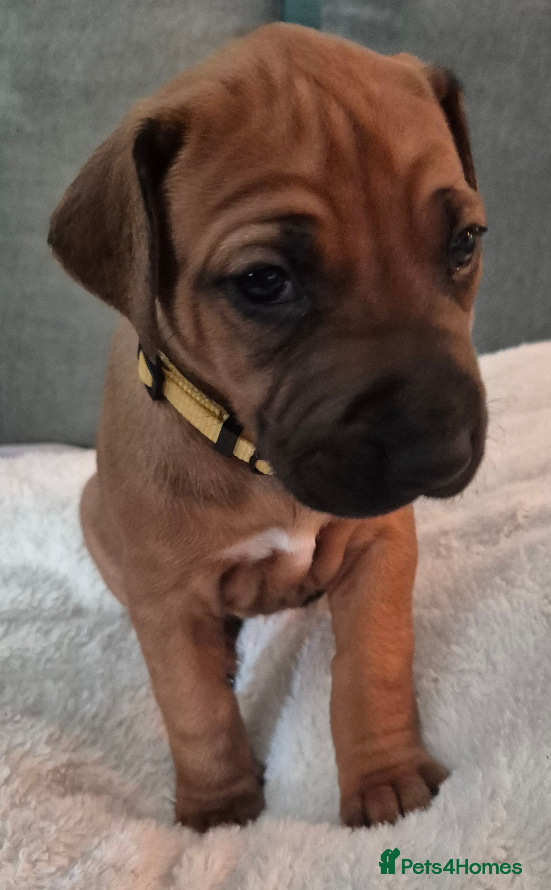 Rhodesian Ridgeback dogs BEAUTIFUL! RHODESIAN RIDGEBACK PUPS! Ready 7th may - Advert 3
