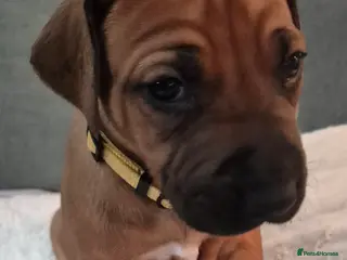 Rhodesian Ridgeback dogs BEAUTIFUL! RHODESIAN RIDGEBACK PUPS! Ready 7th may - Advert 3