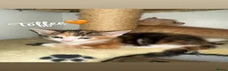 Mixed Breed cats for sale: Adorable Kittens Looking for Their Forever Homes  in Dagenham - Advert 3