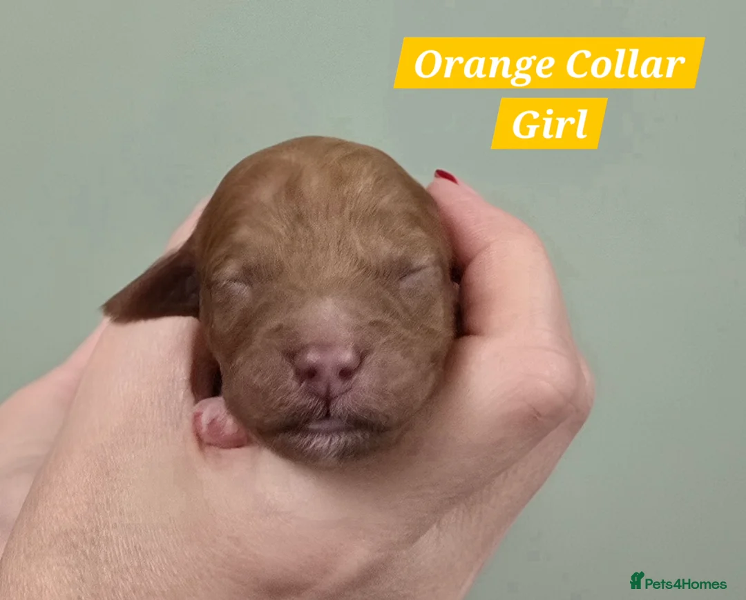 Cavachon dogs for sale: F1 Cavapoochons for sale! - Advert 7