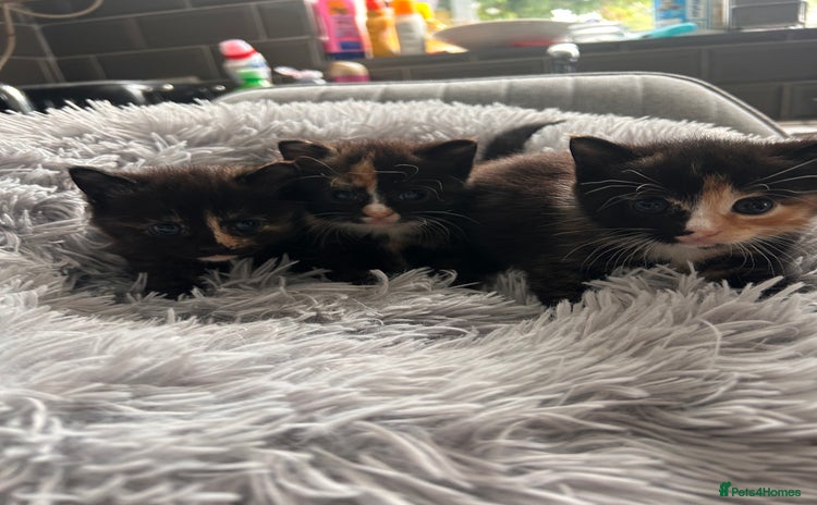 Domestic Shorthair cats - Advert 11