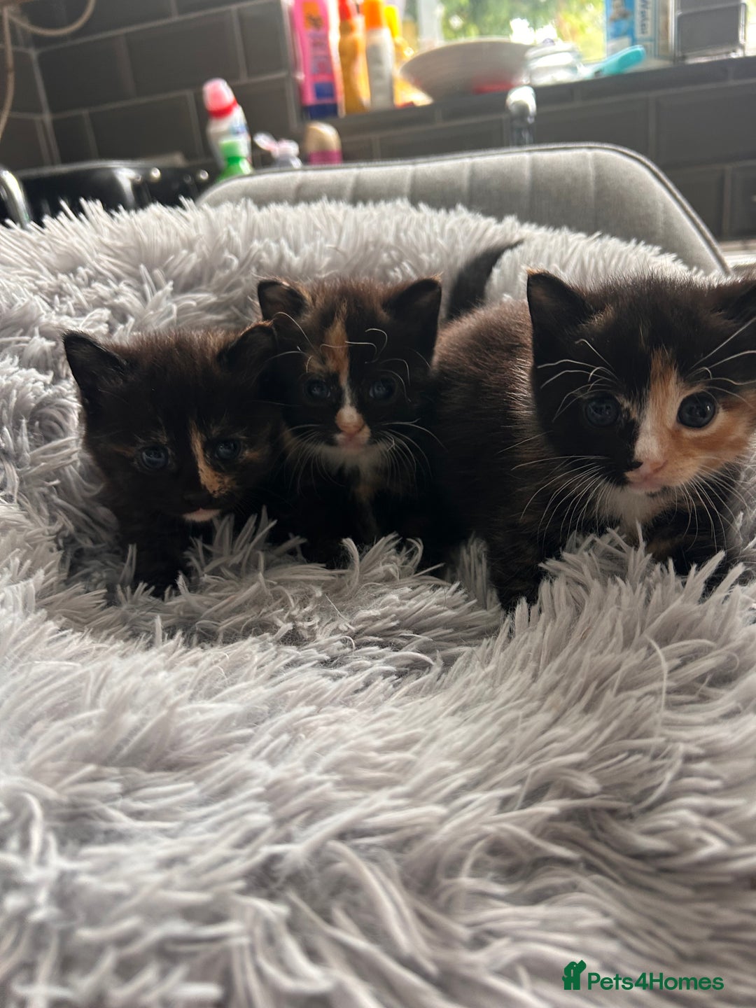 Domestic Shorthair cats for sale: Girl 1 left ❤️😻❤️ 7wks and ready to leave  - Image 1
