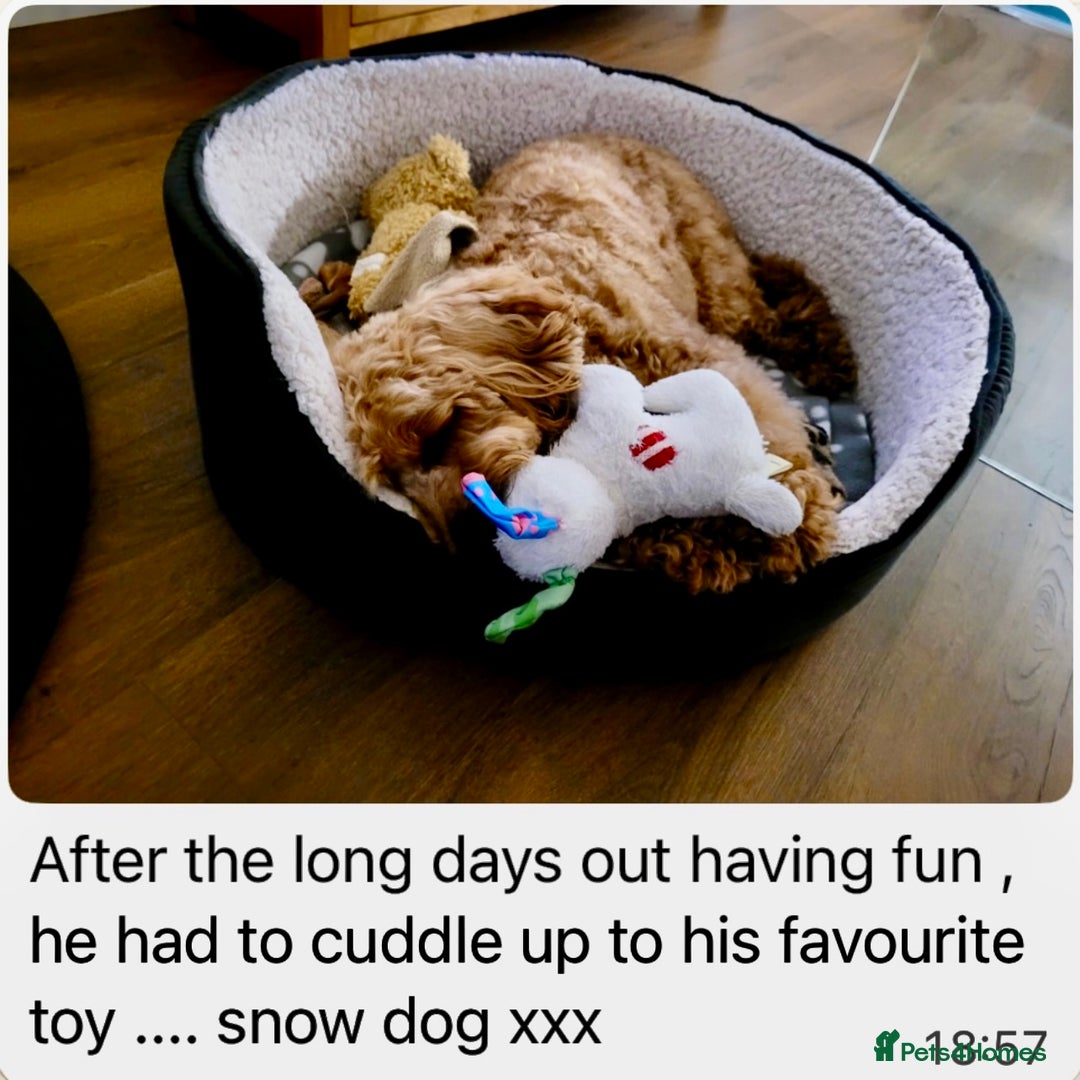 Cockapoo dogs for sale: 4⭐️Licensed Breeder Cockapoo Puppies - Image 29