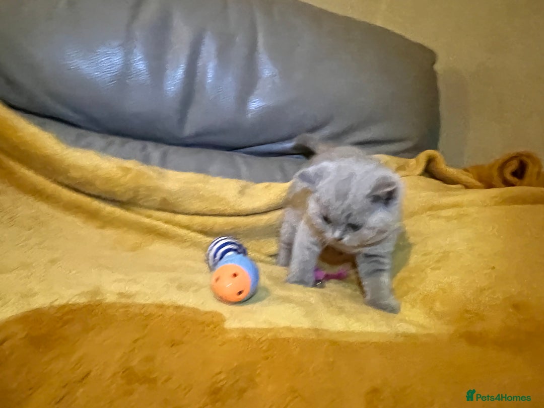 British Shorthair cats for sale: British Shorthair Kittens – Loving Homes Only 🐾 - Advert 4