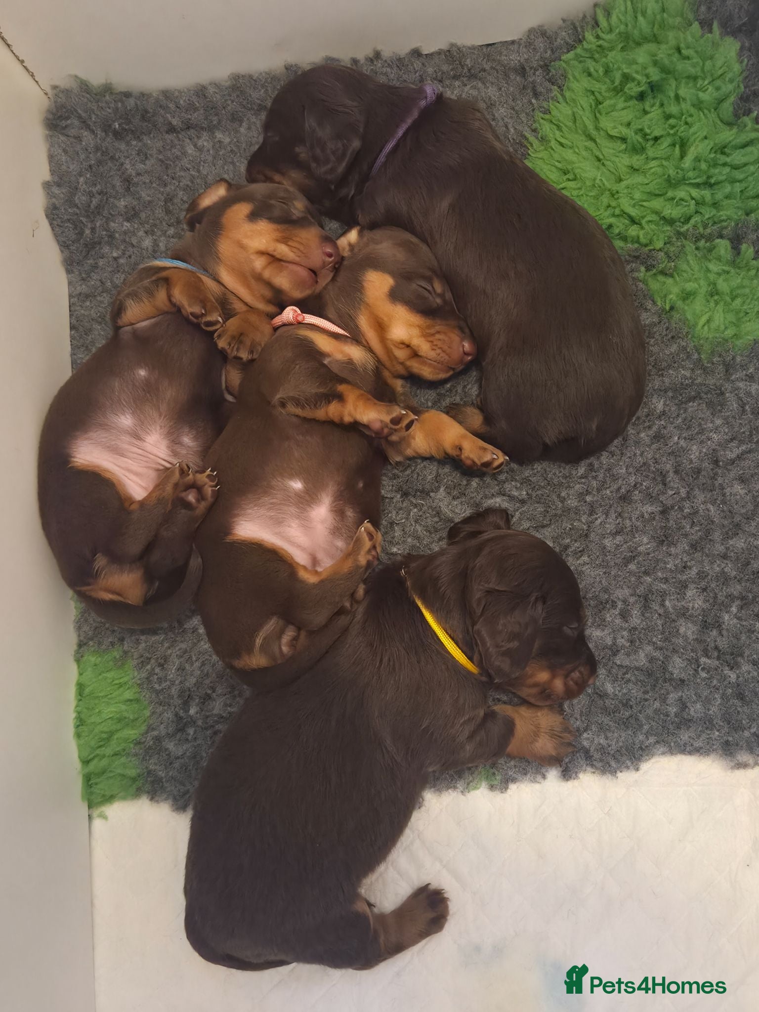 Miniature Dachshund dogs Chocolate & Tan Miniature Dachshund Puppies - Advert 16