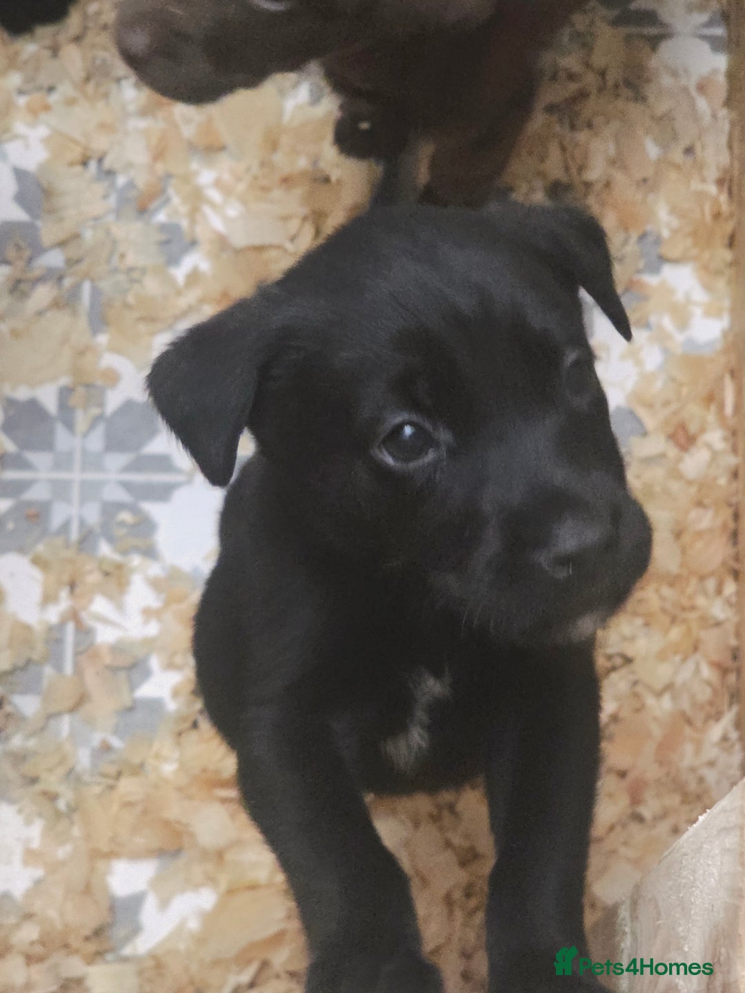 Mixed Breed dogs for sale: STUNNING RED FOX LABRADOR X SPECIAL SIBERIAN HUSKY - Advert 23