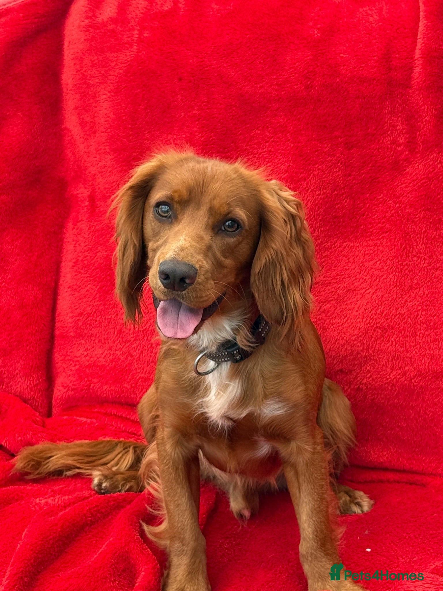 Cocker Spaniel dogs Bertie is looking for a new home!  - Advert 1