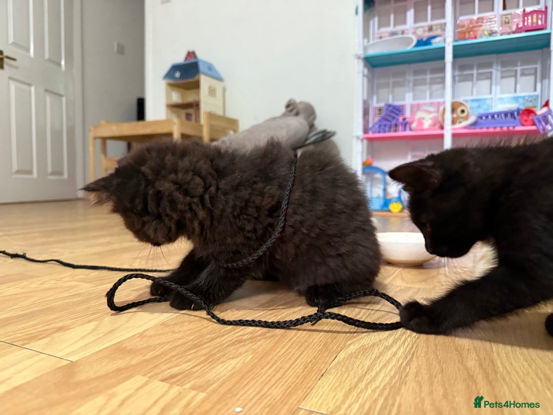 Persian cats for sale: Persian chinchilla mix kittens  in Andover - Image 4