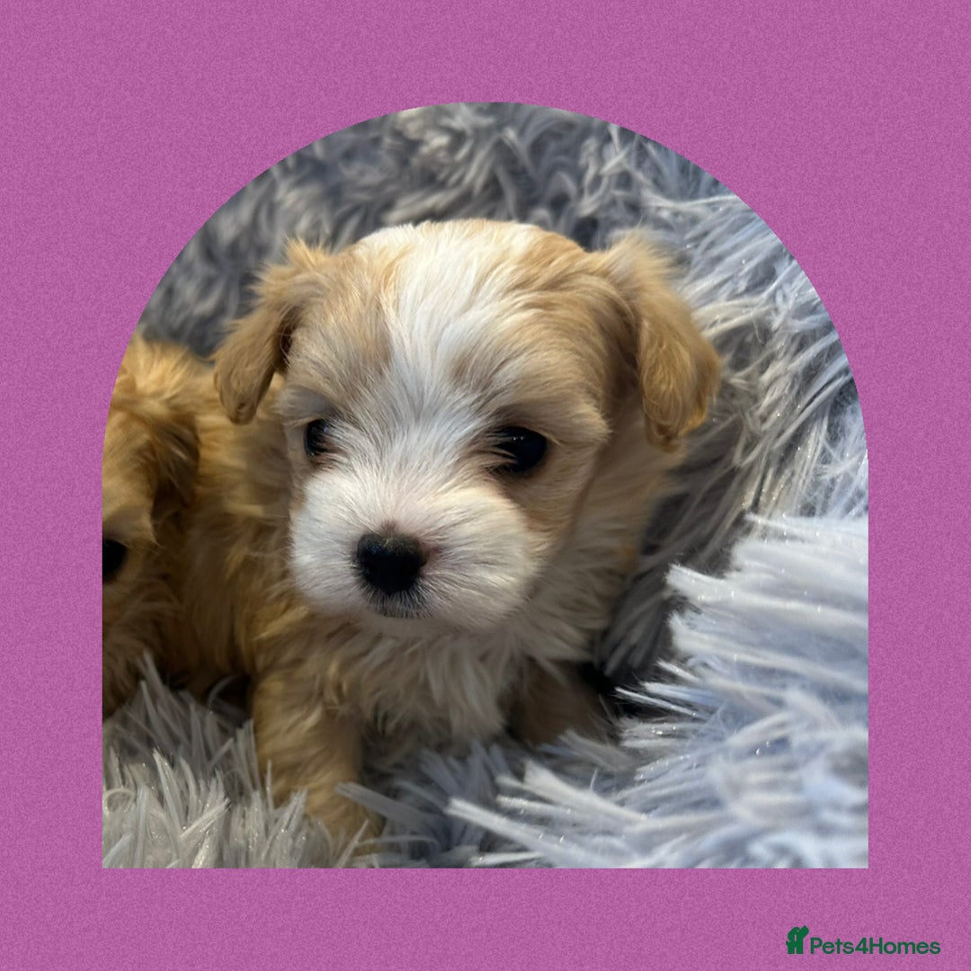 Maltipoo dogs for sale: F1 Tiny Maltipoo champagne puppies - Advert 8