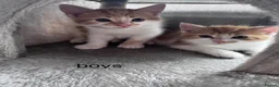 Mixed Breed cats for sale: Beautiful kittens looking new home 🩷❤️🧡 - Advert 4