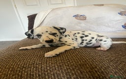 Dalmatian dogs for sale: Gorgeous Dalmatian Puppies - Image 7