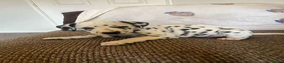 Dalmatian Puppy 6