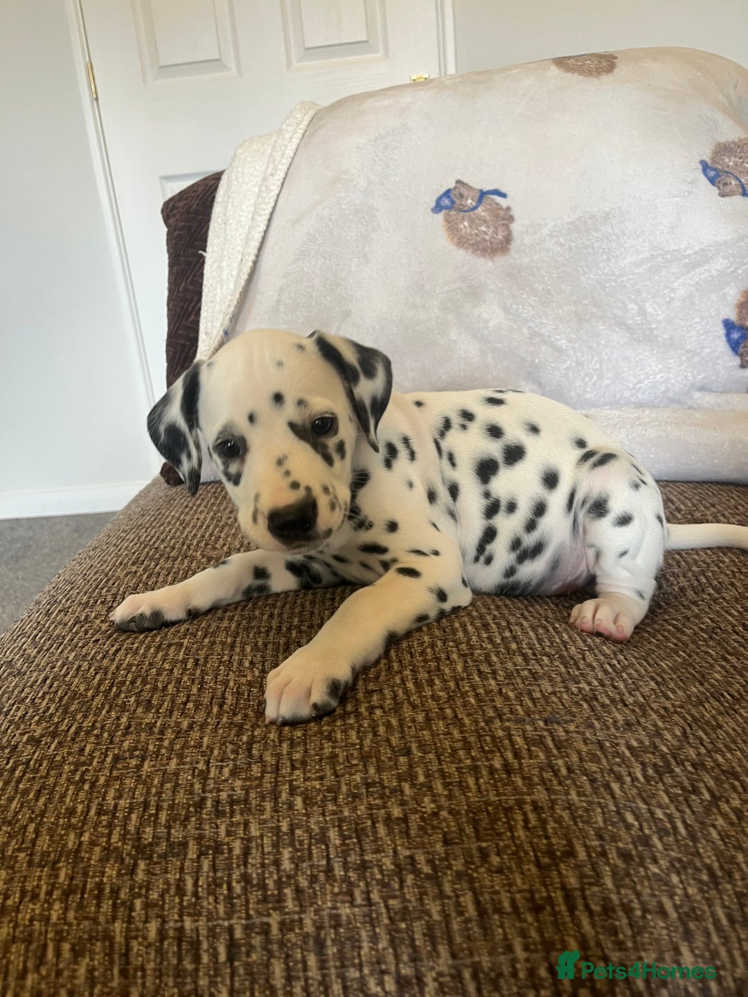 Dalmatian dogs for sale: Gorgeous Dalmatian Puppies - Image 7