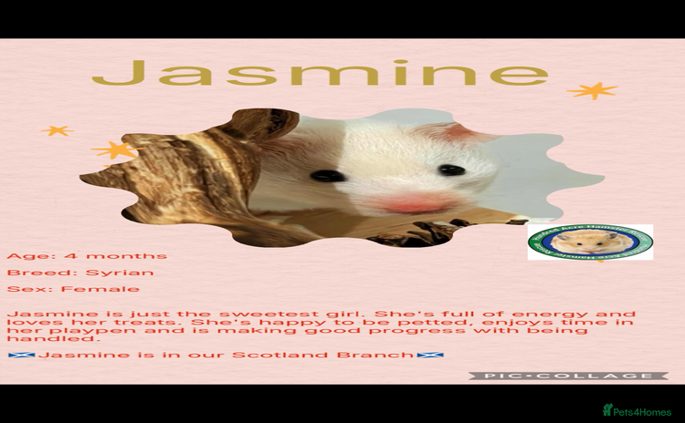 Hamster rodents - Advert 1