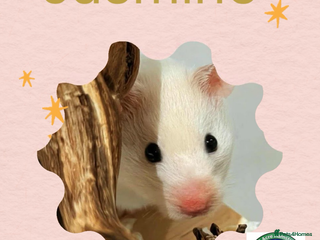 Hamster rodents - Advert 18