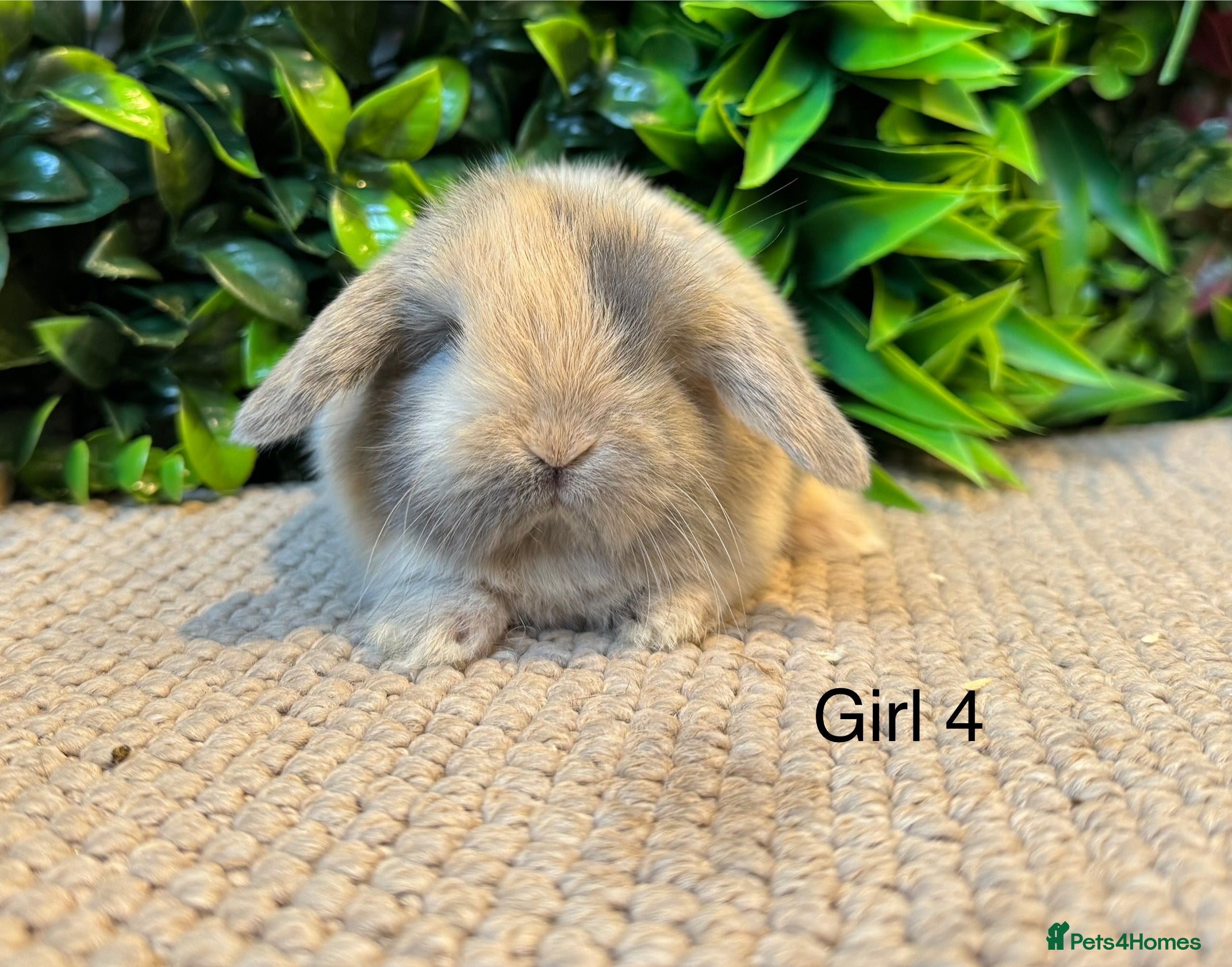Mini Lop rabbits ⭐️ mini lops ⭐️ 8 left to reserve  - Advert 5