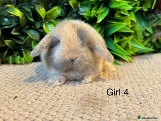 Mini Lop rabbits ⭐️ mini lops ⭐️ 8 left to reserve - Advert 12