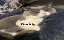 Scottish Fold cats for sale: Available Girl - Last Girl Champion Line READY 😻🥇🏆 - Image 8